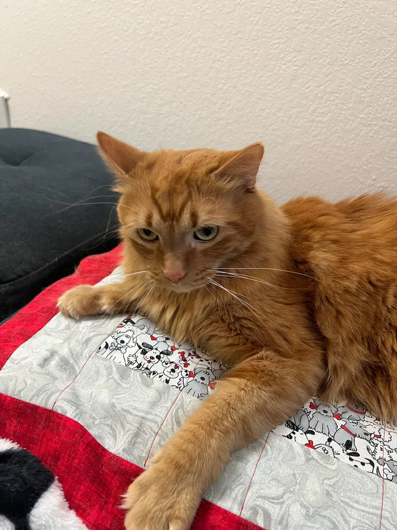 Garfield thumbnail 2