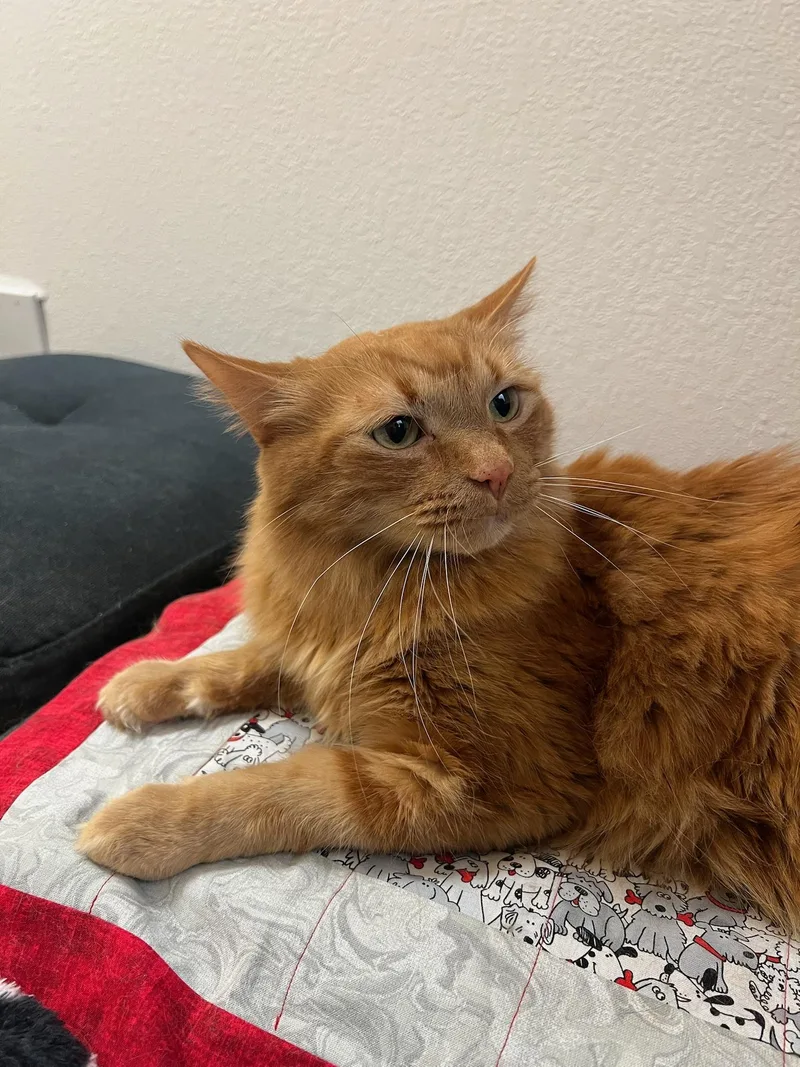 Garfield thumbnail 3