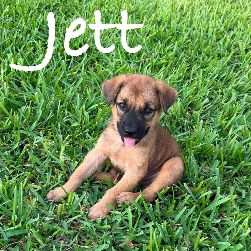 A baby medium-sized male Golden Retriever dog named Jett for adoption in PLAINFIELD, CT