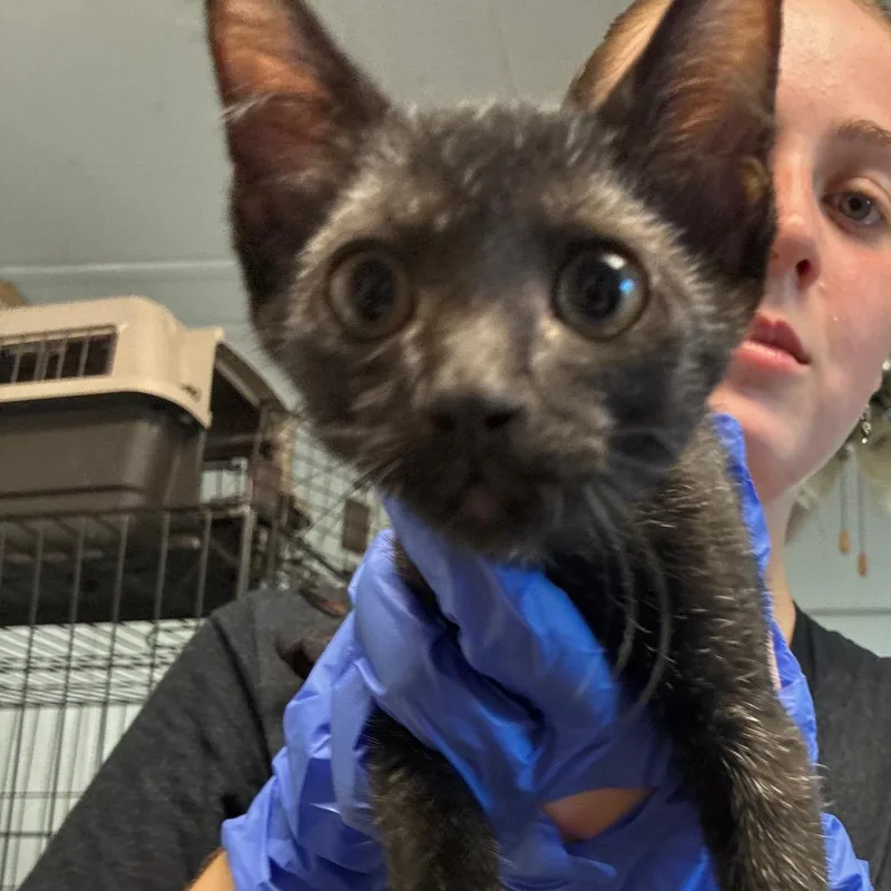 A baby small-sized male Black Domestic Short Hair cat named Max for adoption in Hattiesburg, MS