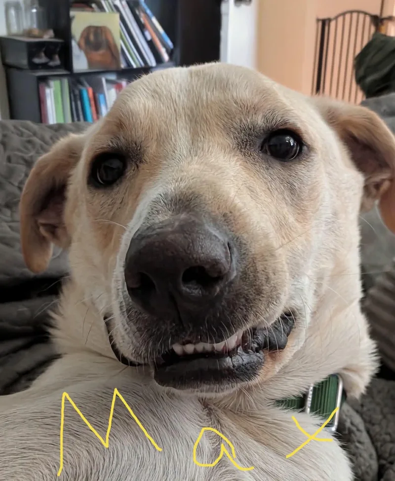A young medium-sized male Labrador Retriever dog named Max for adoption in Cleveland, OK