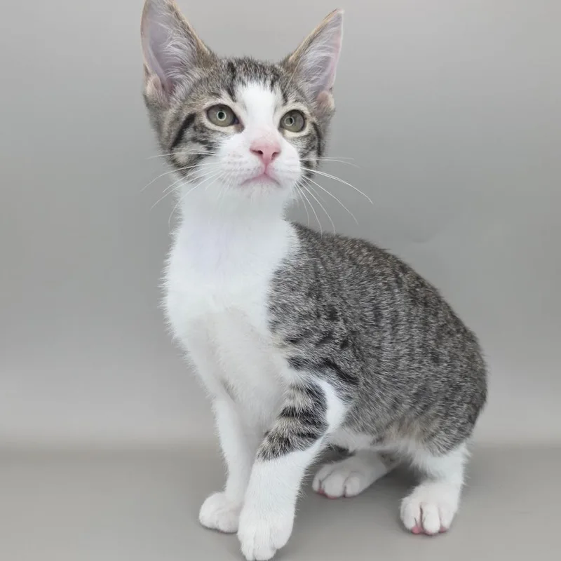 A baby small-sized female White Domestic Short Hair cat named Trixie for adoption in Williston, FL
