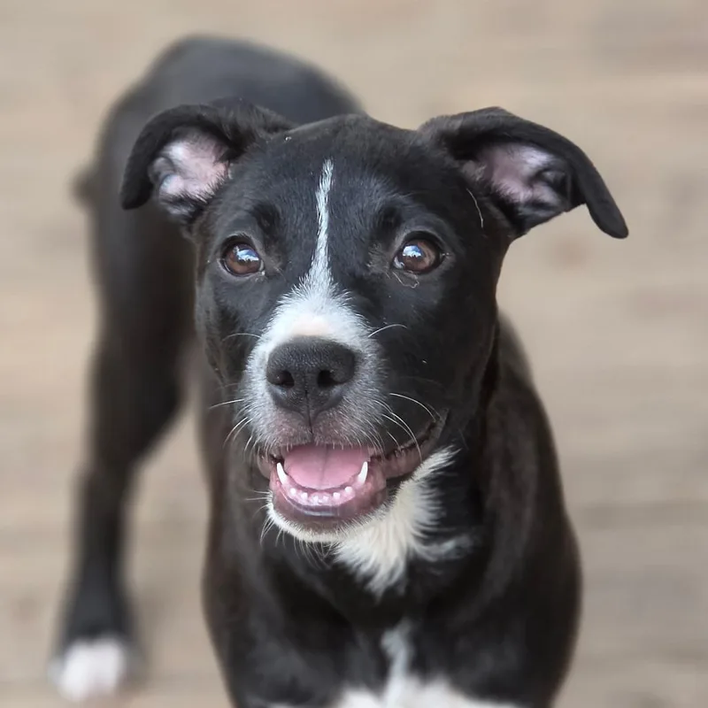 A baby medium-sized female Pit Bull Terrier dog named Raisin AL for adoption in Austin, TX
