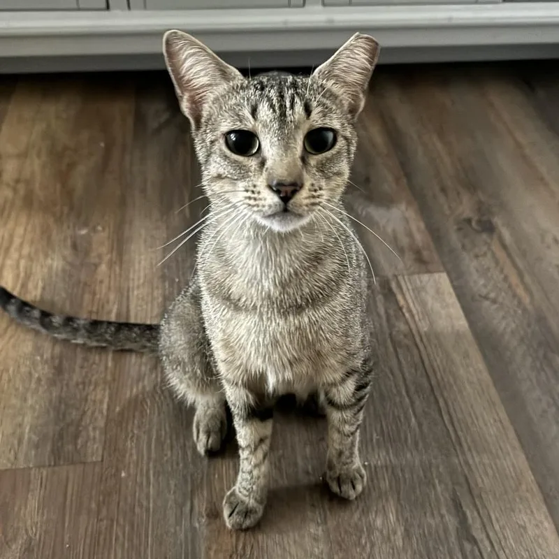 Carmela