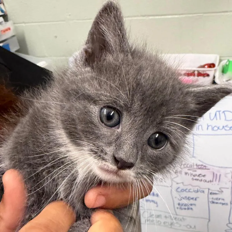 A baby small-sized male Gray / Blue / Silver Domestic Medium Hair cat named Charles de Fluff for adoption in Waldorf, MD