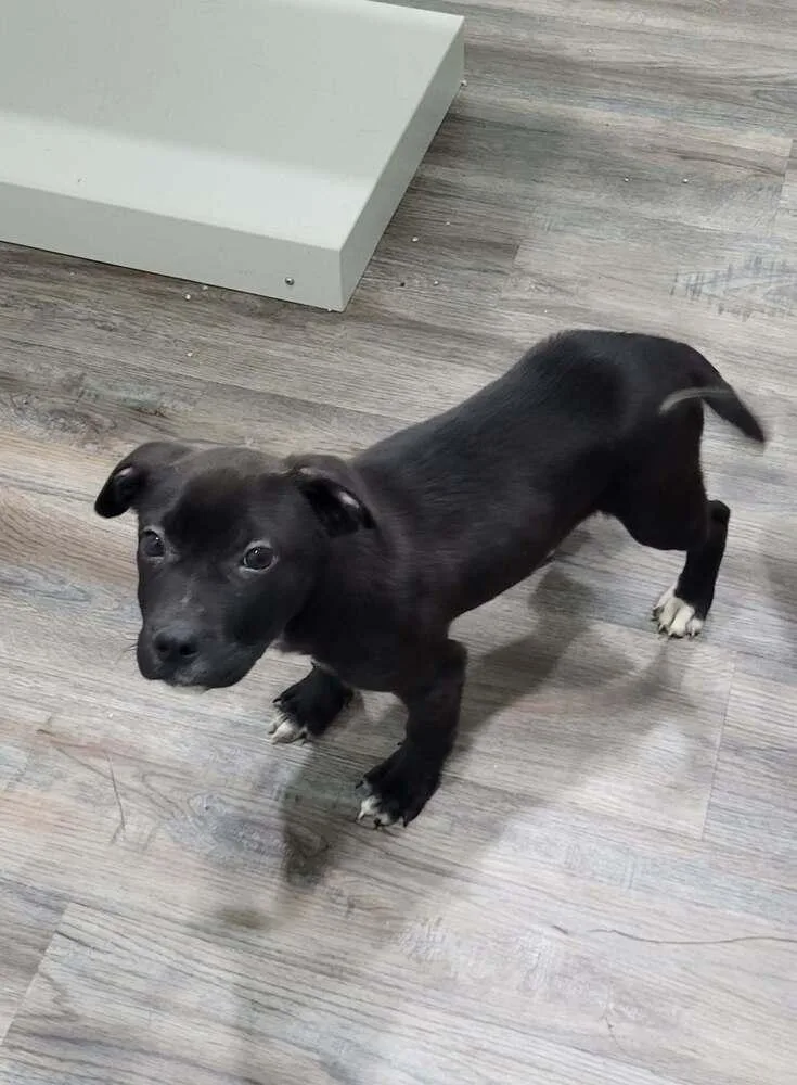 A baby medium-sized male Tricolor (Brown, Black, & White) Boxer dog named Reeves for adoption in Pottstown, PA
