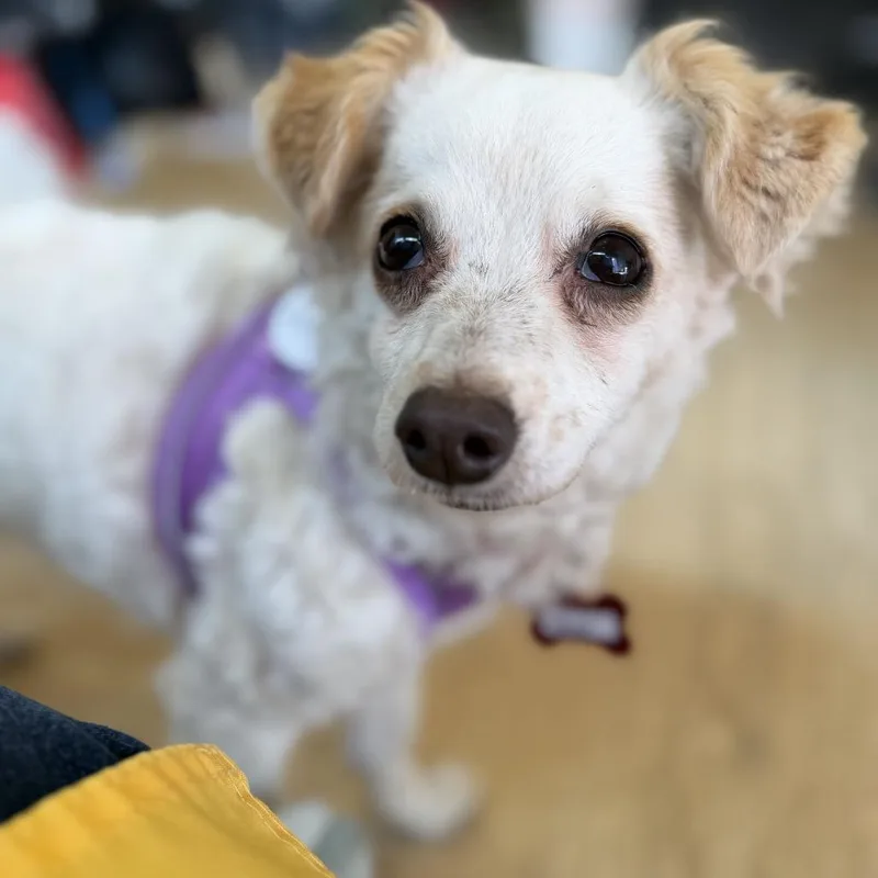 A senior small-sized female Maltese dog named Vamp for adoption in San Francisco, CA