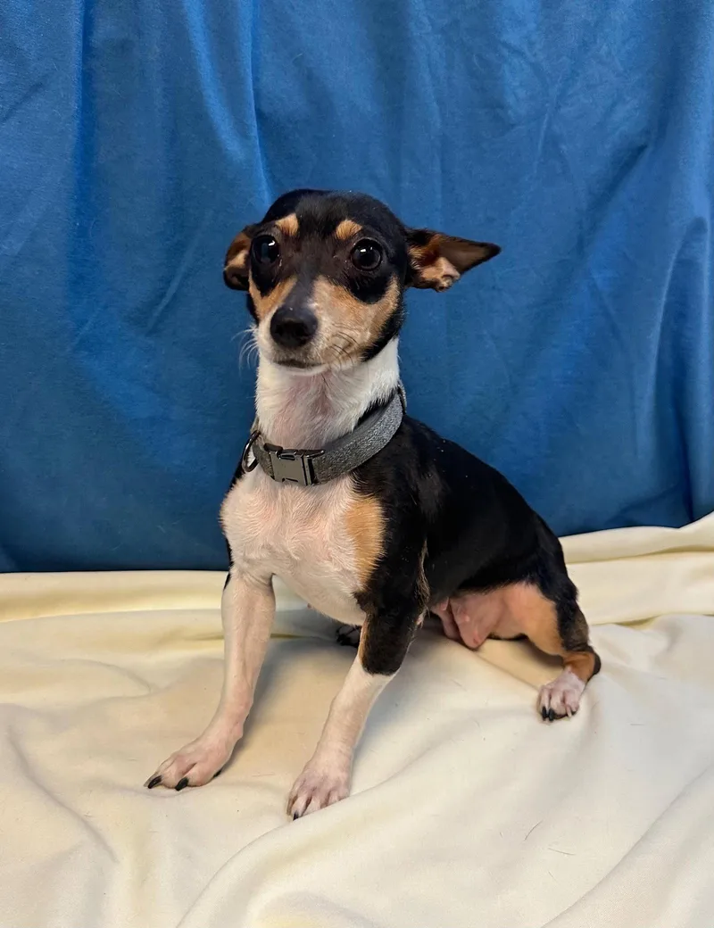 A baby small-sized female Chihuahua dog named Makayla for adoption in Margate, FL