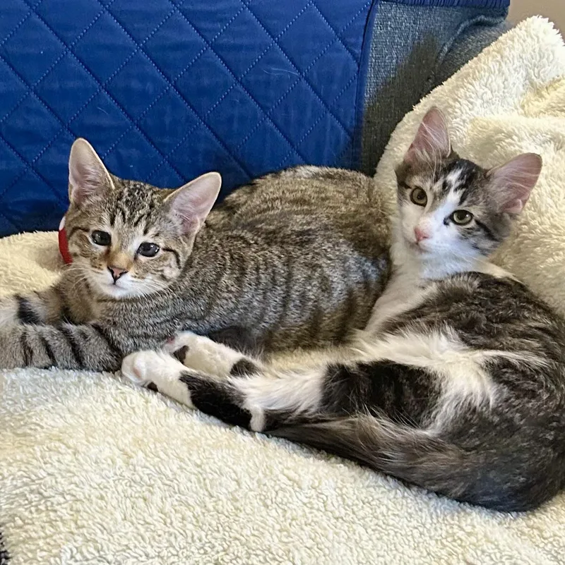 A young medium-sized male Tabby (Gray / Blue / Silver) Domestic Short Hair cat named Ian for adoption in Murfreesboro, TN