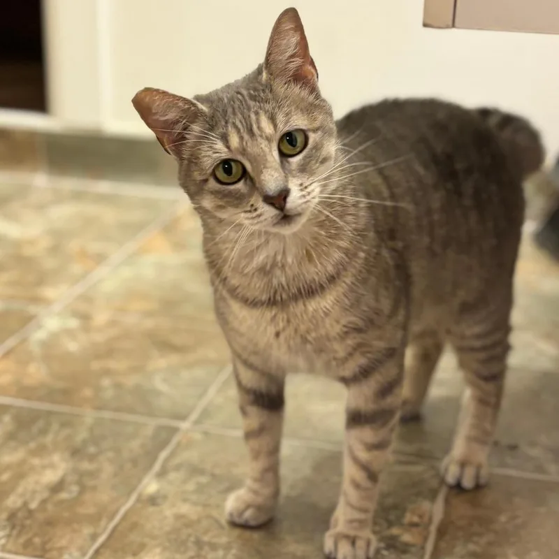 A young medium-sized female Gray / Blue / Silver Domestic Short Hair cat named Zelda for adoption in Green Bay, WI