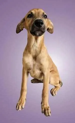 A baby medium-sized female Belgian Shepherd / Malinois dog named Candy for adoption in Morton Grove, IL