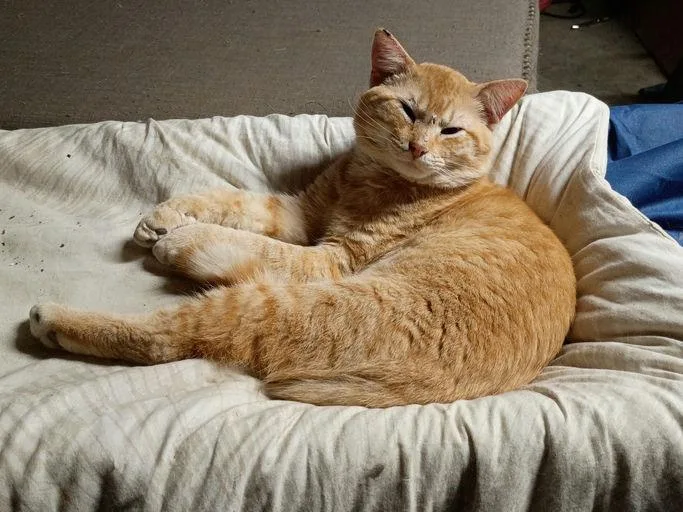 An adult large-sized male Domestic Short Hair cat named Gotti for adoption in Mexico, MO