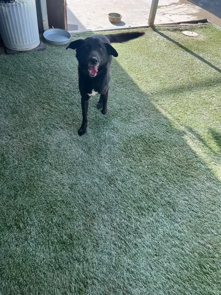 Duke