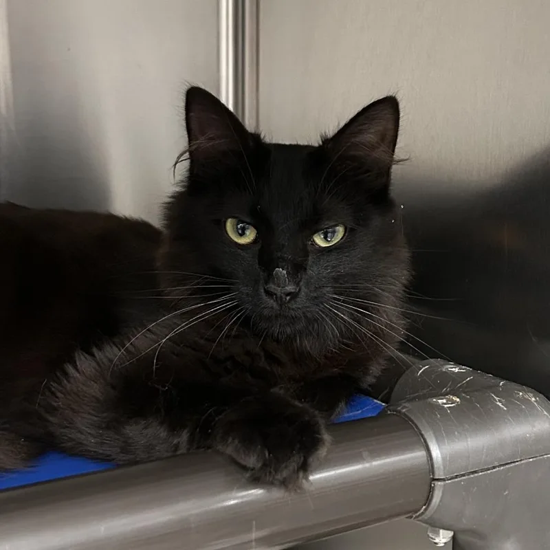 A young small-sized female Black Domestic Medium Hair cat named F&L: Fluffy for adoption in Falls Church, VA