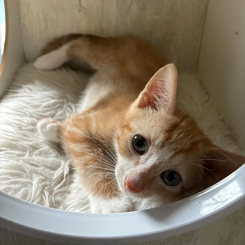 A baby small-sized male Orange / Red Domestic Short Hair cat named Queso for adoption in Fort Lauderdale, FL