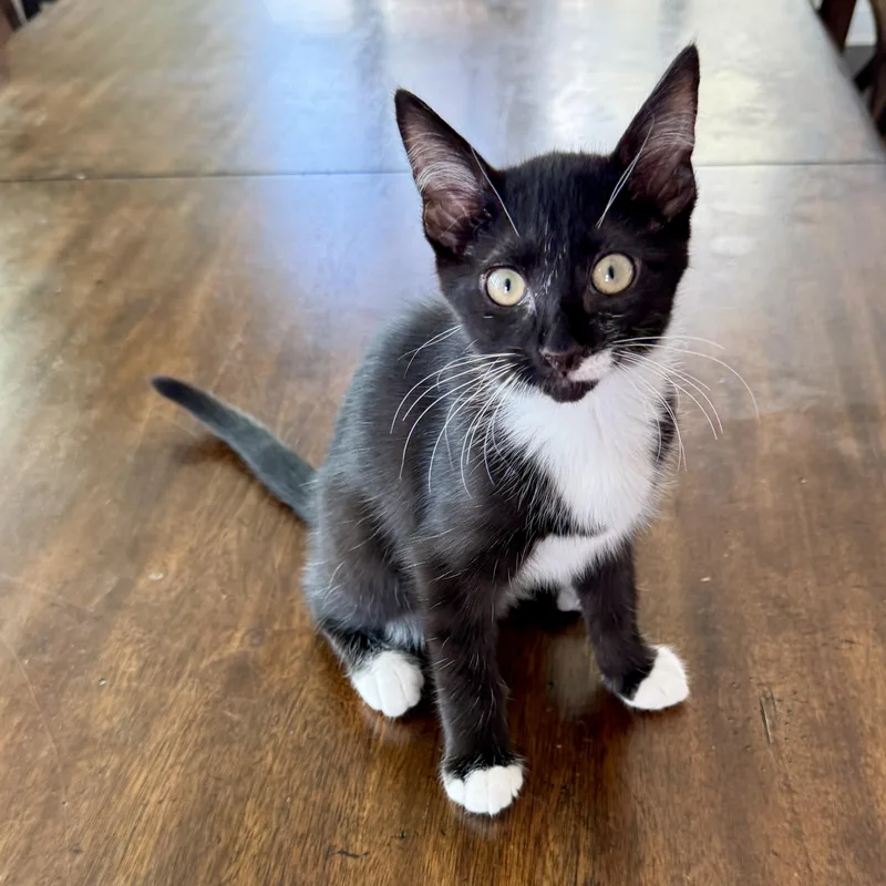 A baby medium-sized male Black & White / Tuxedo Domestic Short Hair cat named Thousand Island for adoption in Richmond, VA