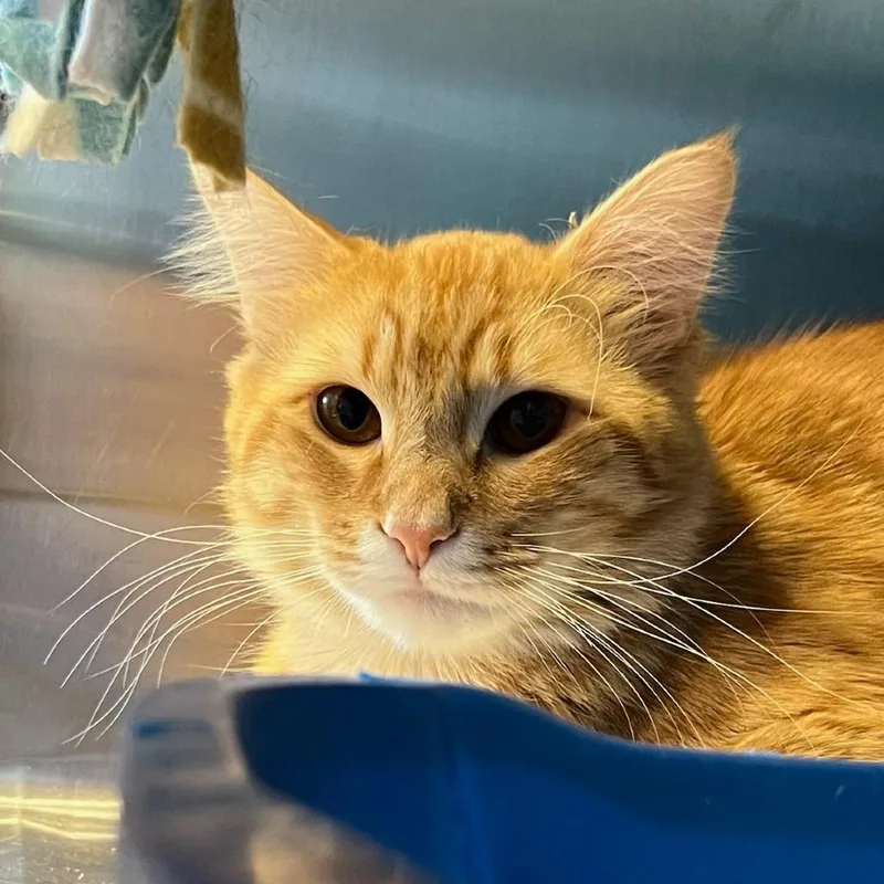 An adult medium-sized male Orange / Red Domestic Short Hair cat named Egypt for adoption in Tacoma, WA