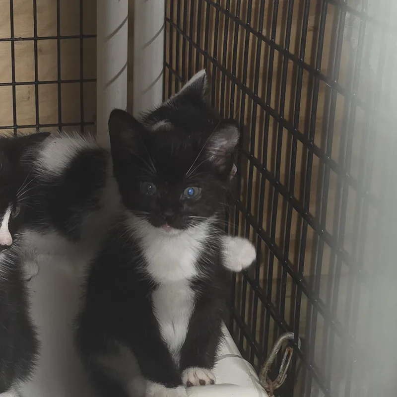 A baby medium-sized female Black & White / Tuxedo Domestic Short Hair cat named Gala for adoption in Johnson City, NY