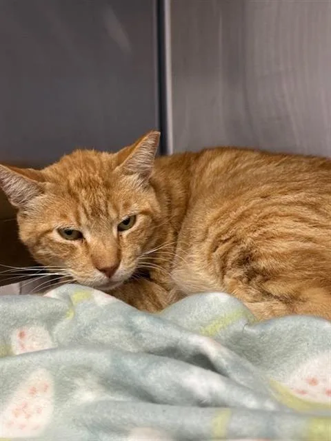 An adult large-sized male Domestic Short Hair cat named Dreamsicle for adoption in San Antonio, TX