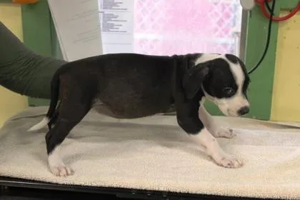 A baby medium-sized female Terrier dog named Piper for adoption in Picayune, MS