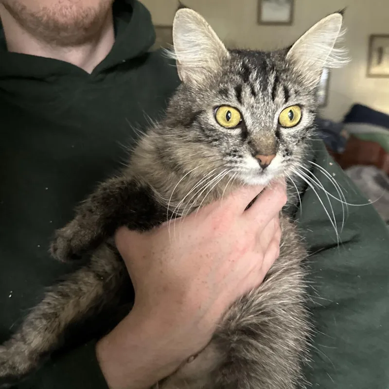 A young small-sized female Buff / Tan / Fawn Domestic Long Hair cat named Perrie for adoption in Grantsville, UT