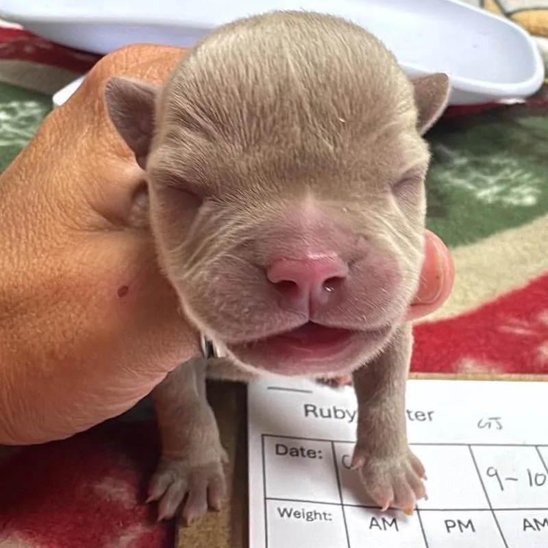 A baby small-sized male Gray / Blue / Silver Pit Bull Terrier dog named Slate for adoption in Wichita, KS