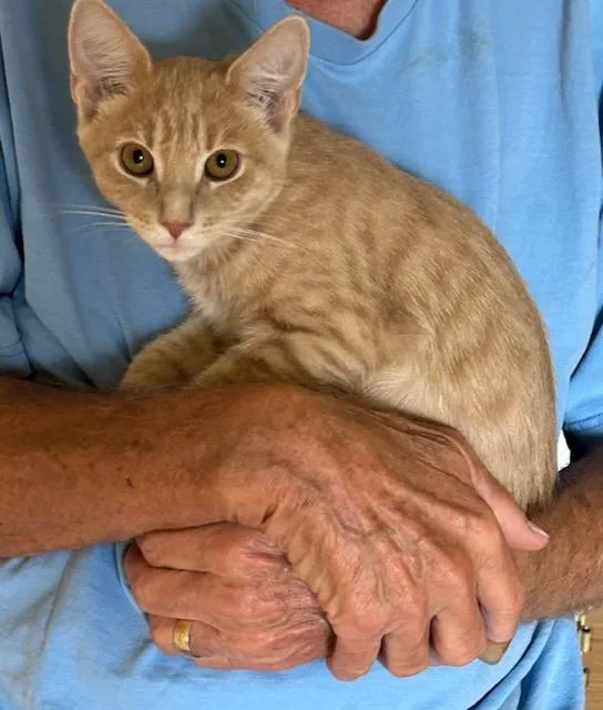 A baby medium-sized male Buff / Tan / Fawn Domestic Short Hair cat named Garfield for adoption in Mechanicsburg, PA