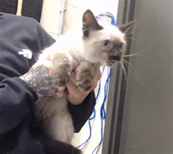 A baby small-sized male Domestic Medium Hair cat named Sylveon for adoption in Denver, CO