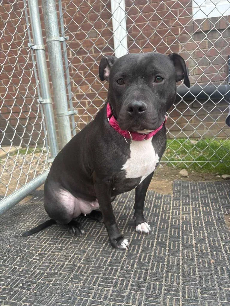 A young medium-sized female Terrier dog named Bellarina for adoption in New Kensington, PA