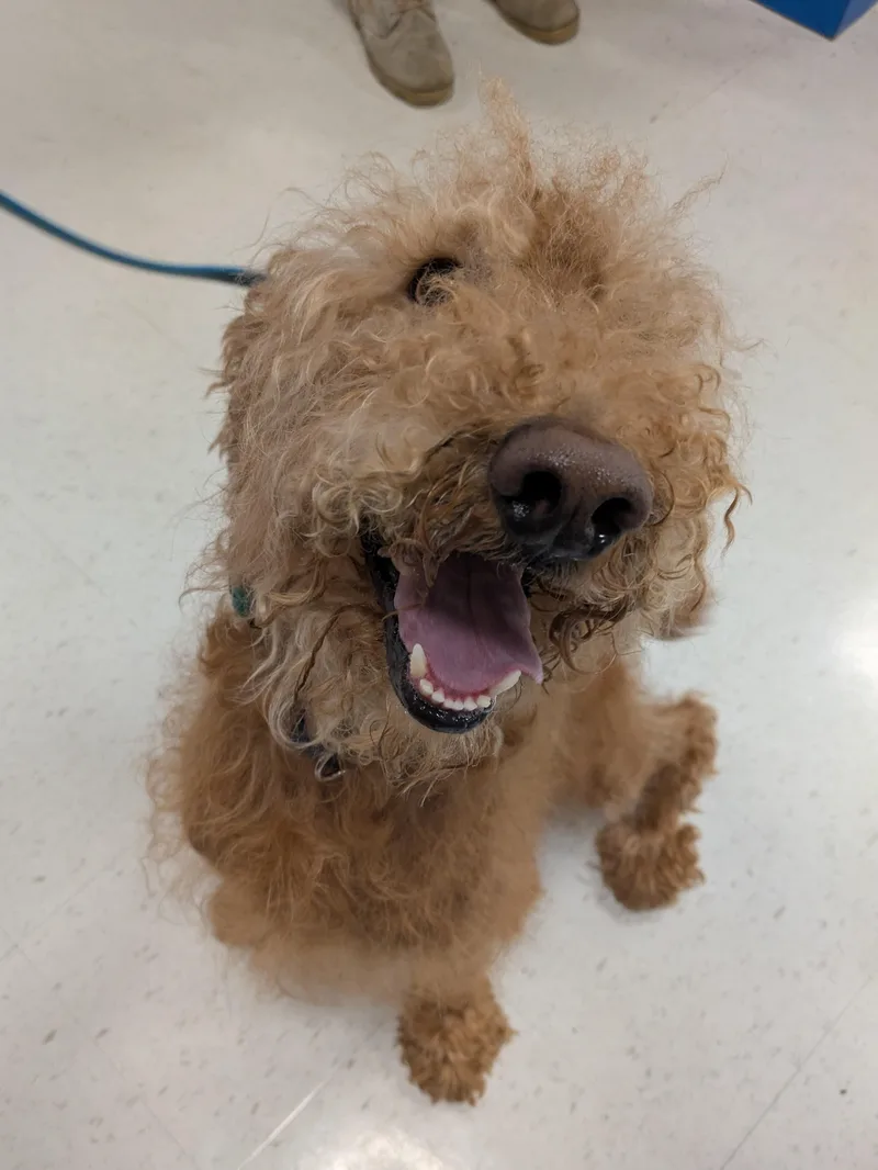 An adult large-sized male Yellow / Tan / Blond / Fawn Poodle dog named Ben for adoption in Attica, MI