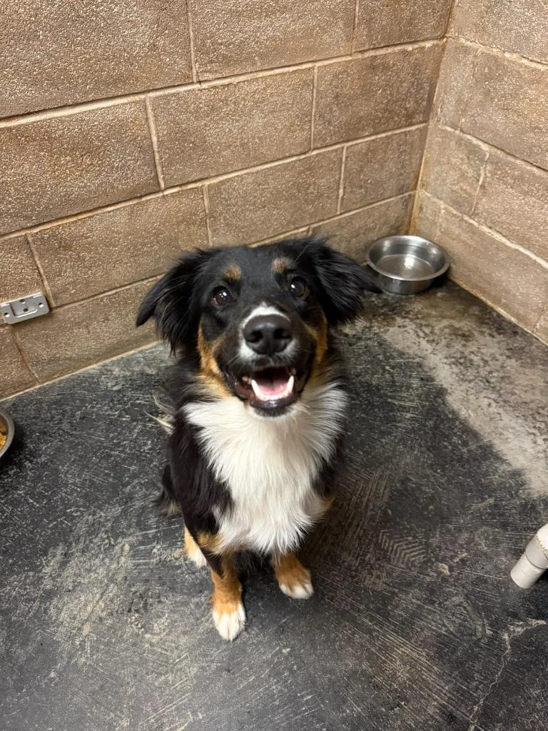 A baby medium-sized female Border Collie dog named Piper for adoption in Midland, TX