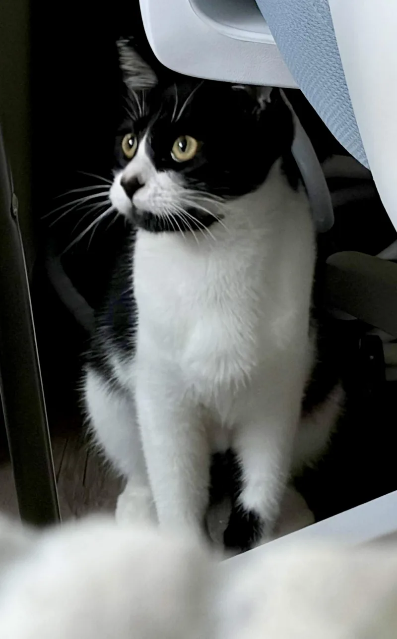 A young medium-sized female Domestic Short Hair cat named Libby for adoption in North Hollywood, CA