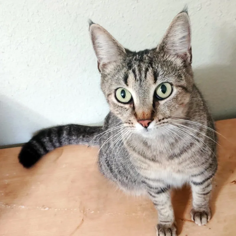 Wingstop thumbnail 2