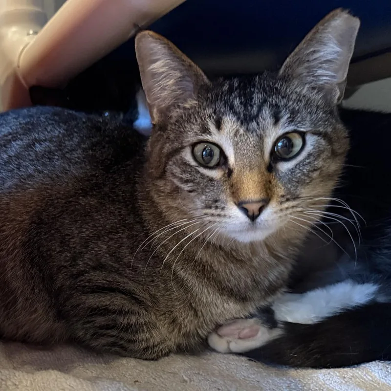 Wingstop thumbnail 3