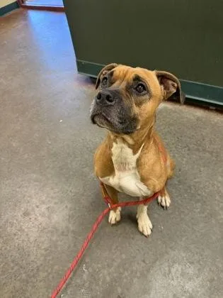 An adult medium-sized female Mixed Breed dog named Duchess for adoption in Independence, MO
