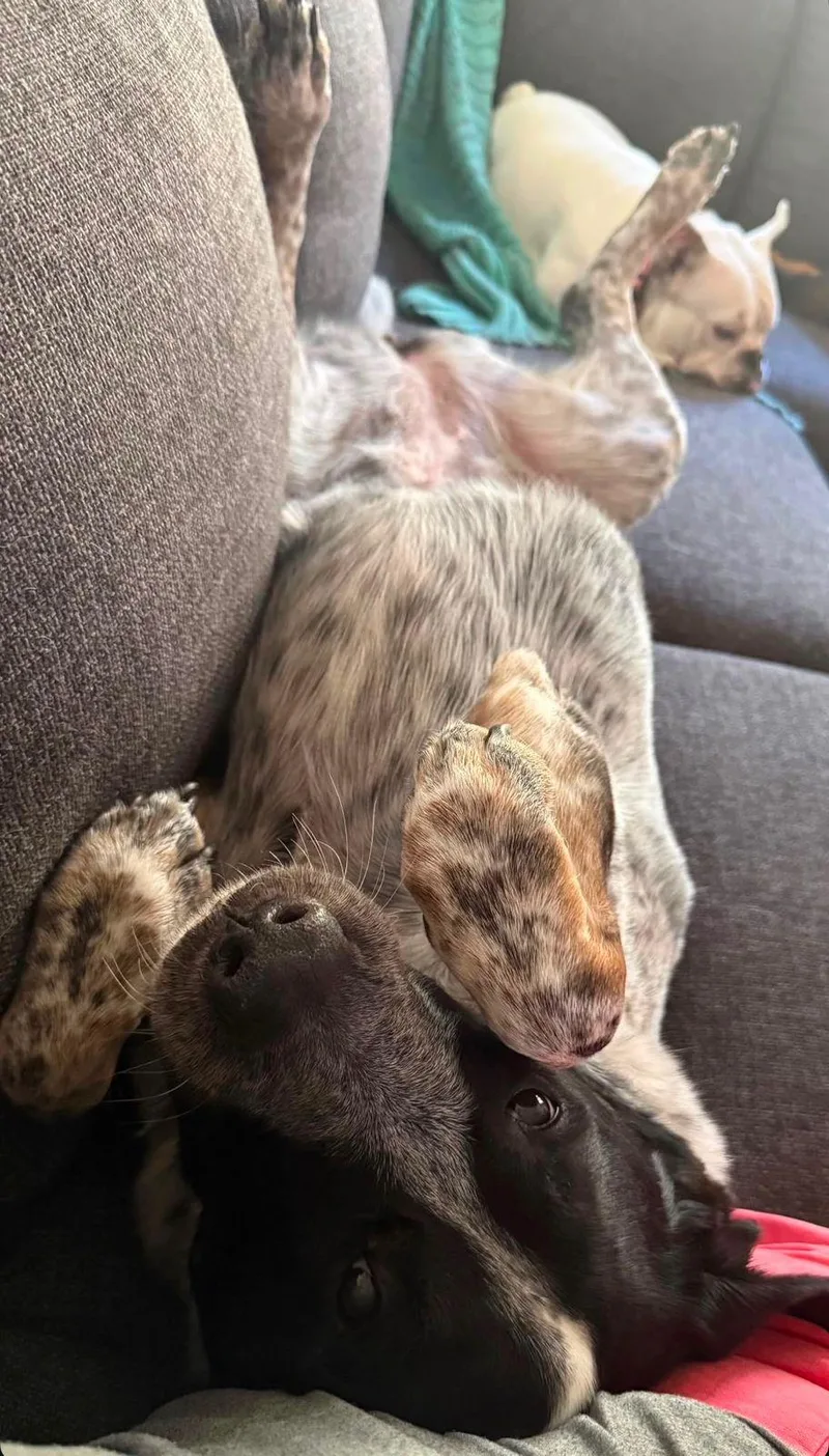 An adult large-sized female Black Australian Cattle Dog / Blue Heeler dog named Jane for adoption in Los Angeles, CA