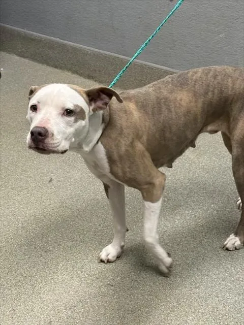 An adult large-sized female Pit Bull Terrier dog named Betty Lou for adoption in Las Vegas, NV