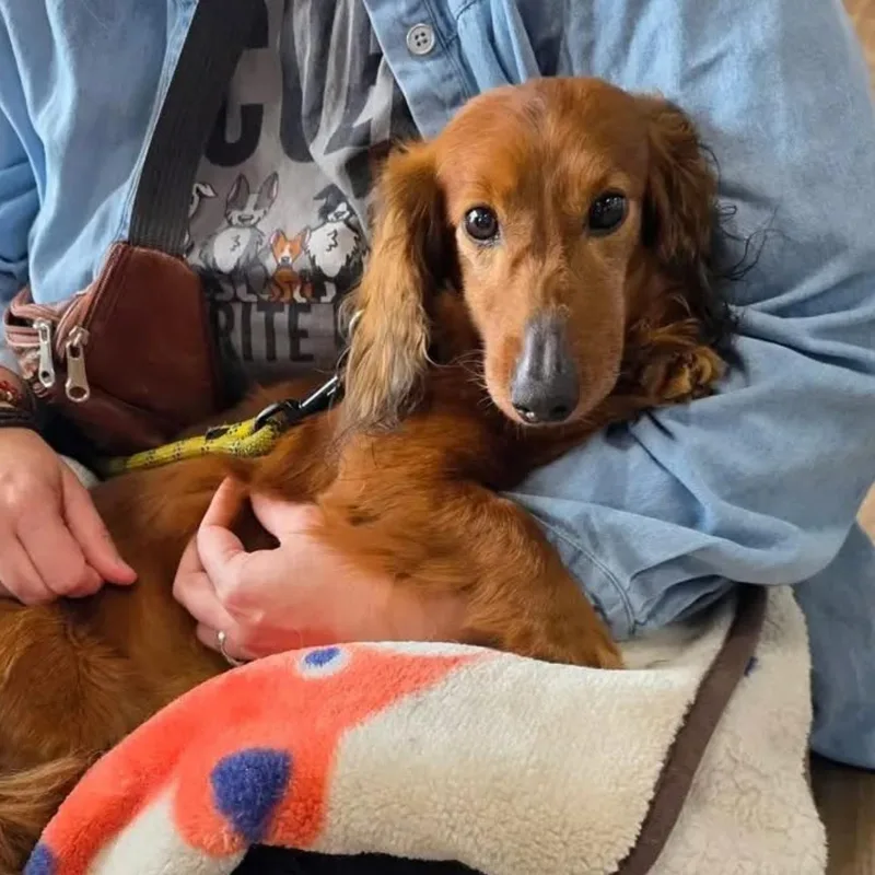 Duke