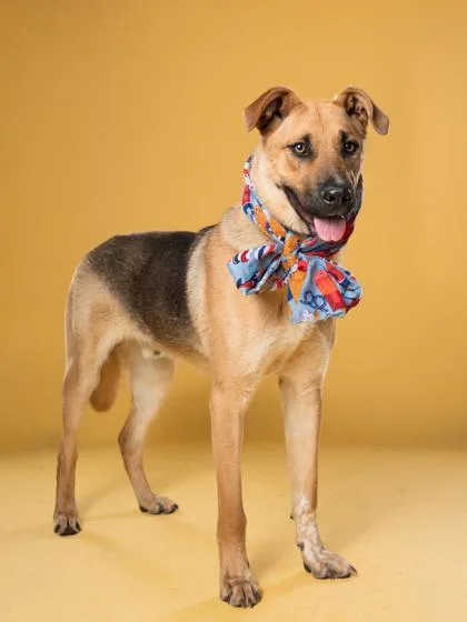 An adult large-sized male German Shepherd Dog dog named Scooby for adoption in Atlanta, GA