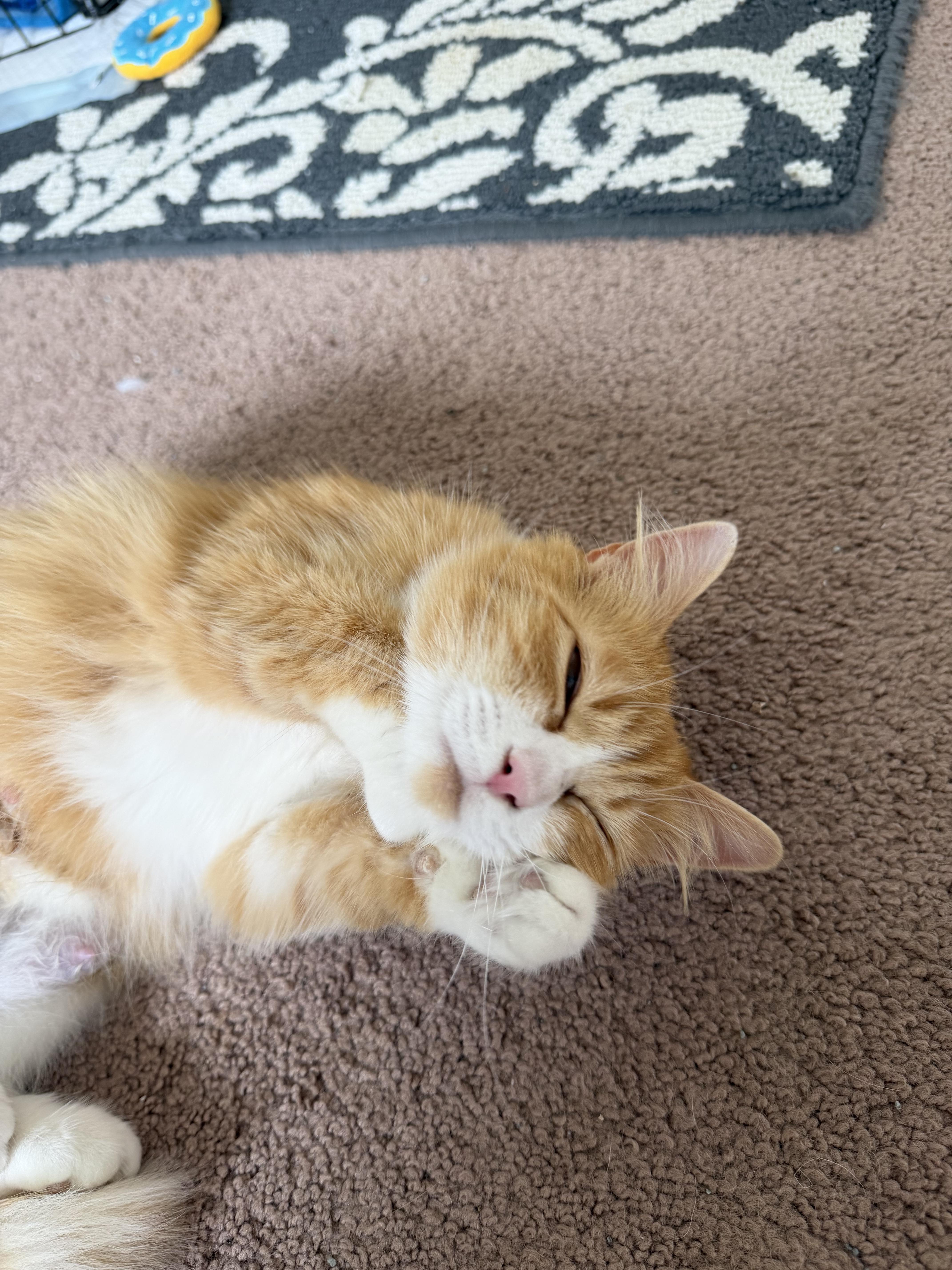 A young medium-sized female Orange & White Domestic Medium Hair cat named Clementine for adoption in Blacksburg, VA