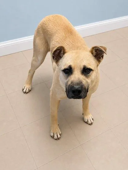 An adult medium-sized male Shepherd dog named Joey for adoption in Bowling Green, KY