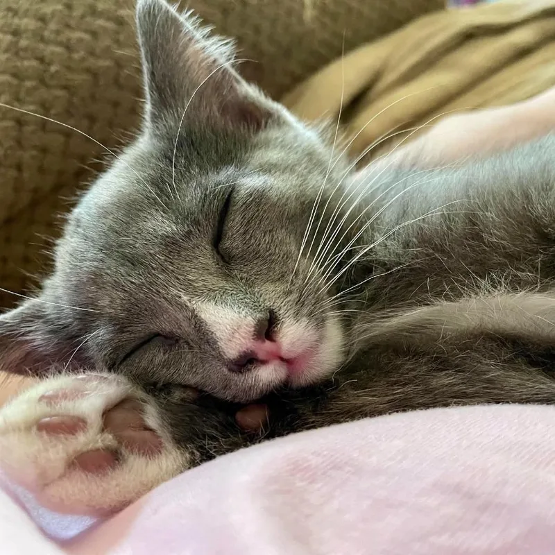 A baby small-sized male Gray / Blue / Silver Domestic Short Hair cat named Gandalf Spencer for adoption in Eagle Mountain, UT