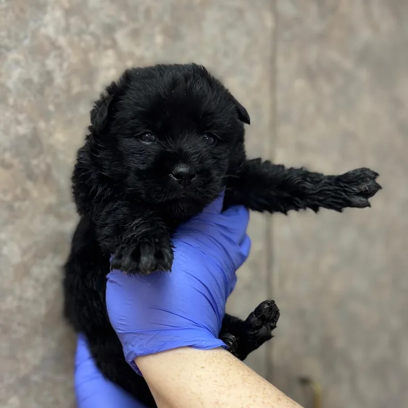 A baby small-sized female Black Shepherd dog named Cocoa for adoption in Birmingham, AL