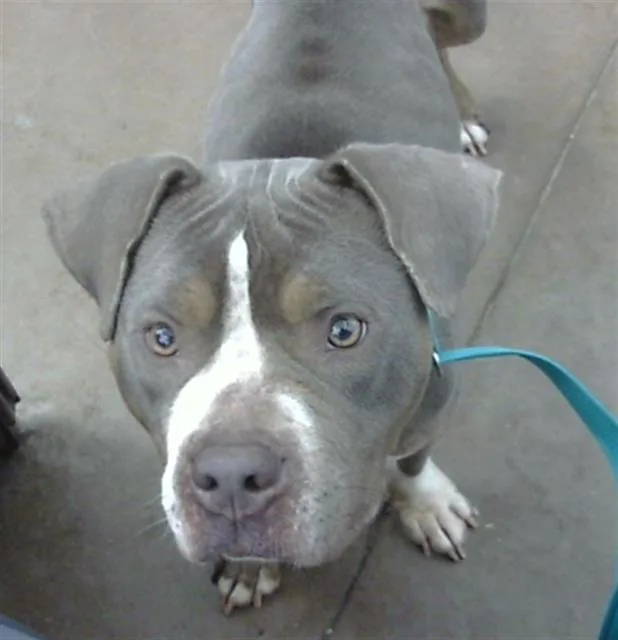 An adult medium-sized female Mixed Breed dog named Merida for adoption in Dallas, TX