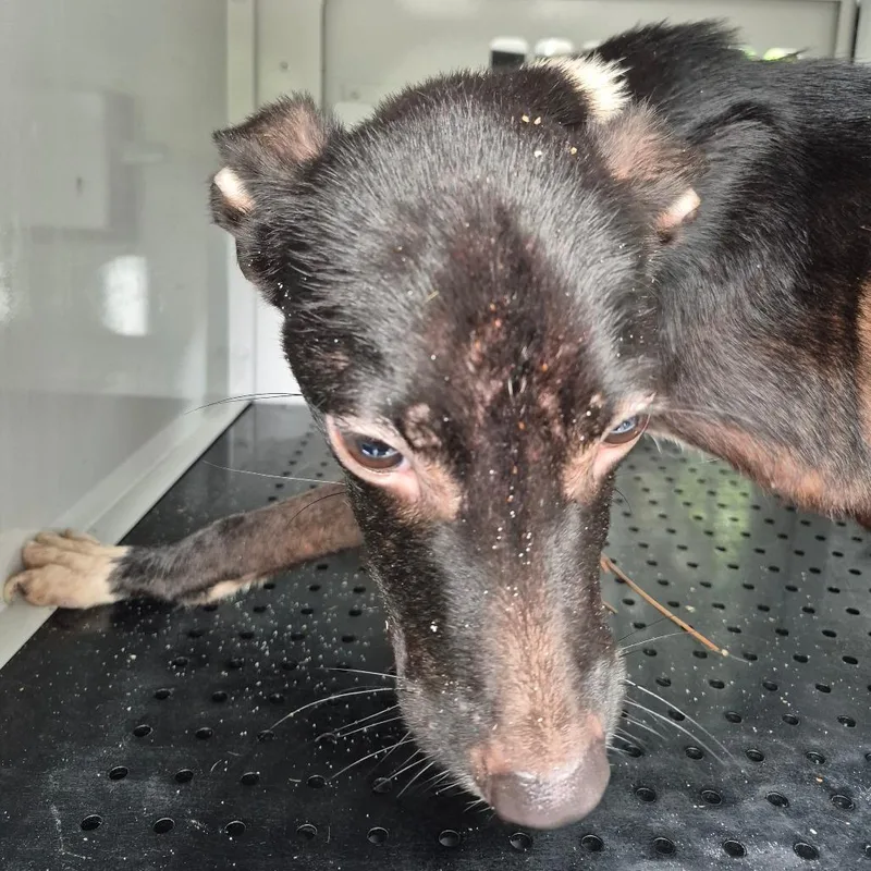 A baby small-sized male Black Mixed Breed dog named Straycherokeeavenue for adoption in Columbus, GA