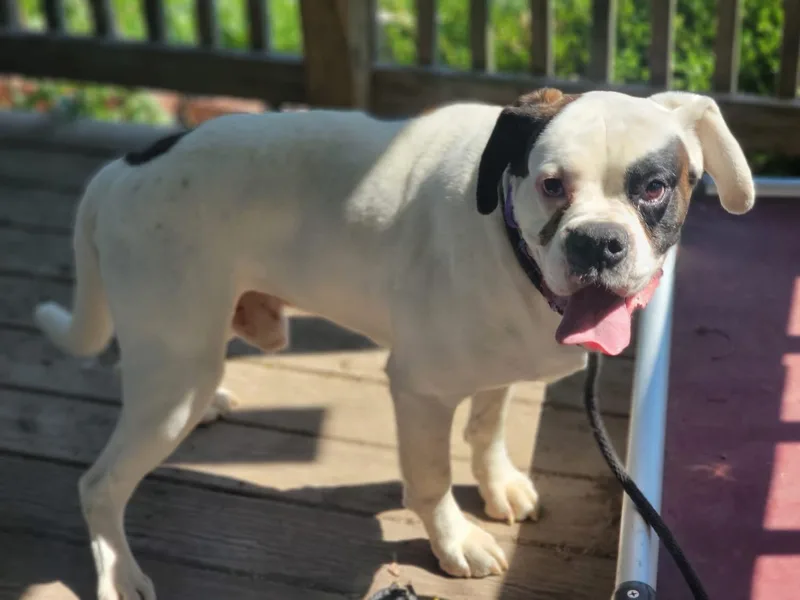 A young medium-sized male Boxer dog named Kevin for adoption in Fountaintown, IN