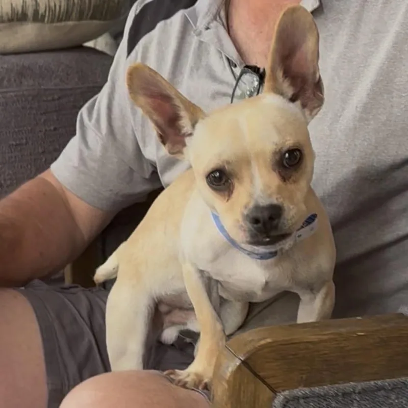 A young small-sized male Yellow / Tan / Blond / Fawn Chihuahua dog named Spike for adoption in Las Vegas, NV