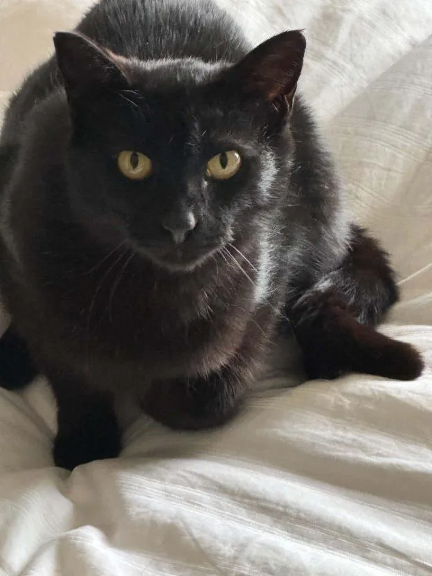 A young small-sized female Black Domestic Short Hair cat named Ruby for adoption in Anchorage, AK