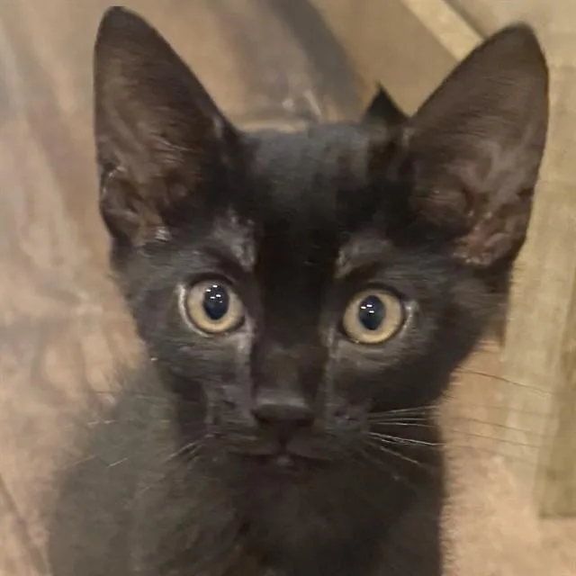 A baby small-sized male Domestic Short Hair cat named Acorn for adoption in Auburn, CA