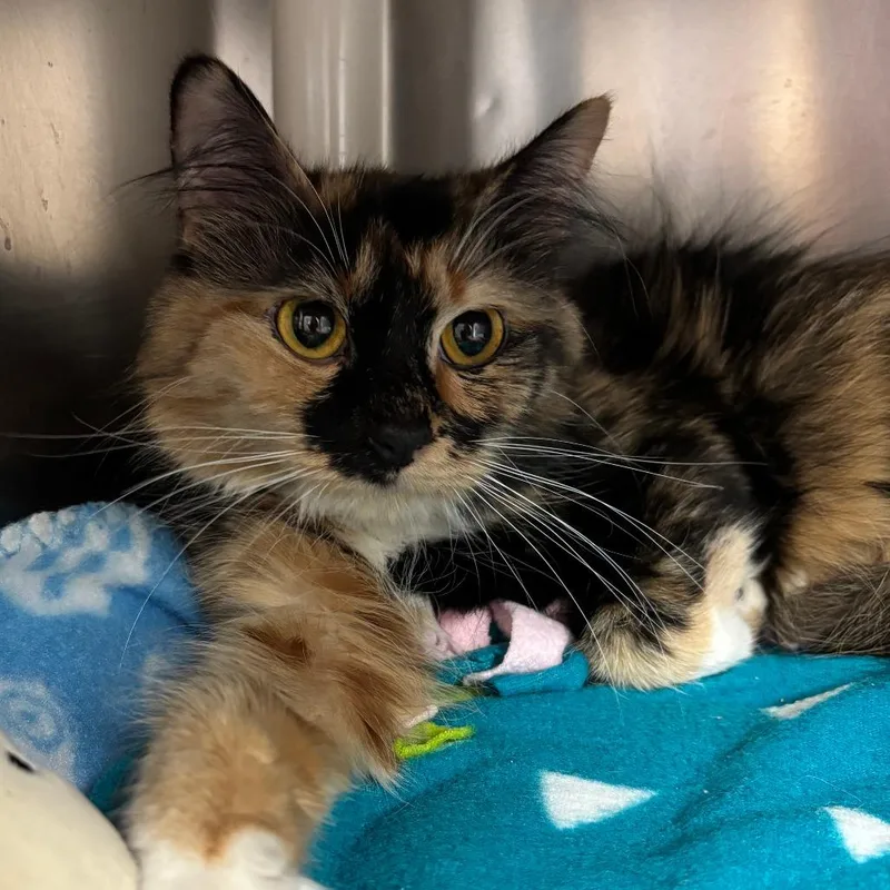An adult medium-sized female Domestic Short Hair cat named Clove for adoption in Chippewa Falls, WI